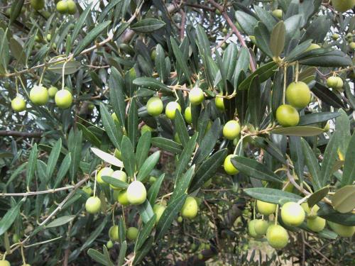 piante di ulivo